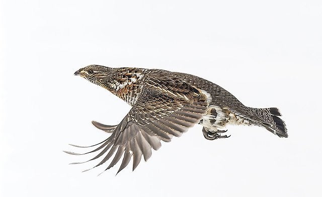 Finally! My nemesis: Ruffed Grouse in Flight: One more photo added - ...