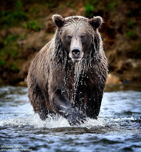 Deadly Stare (Brown Bear Katmai Preserve) - ...