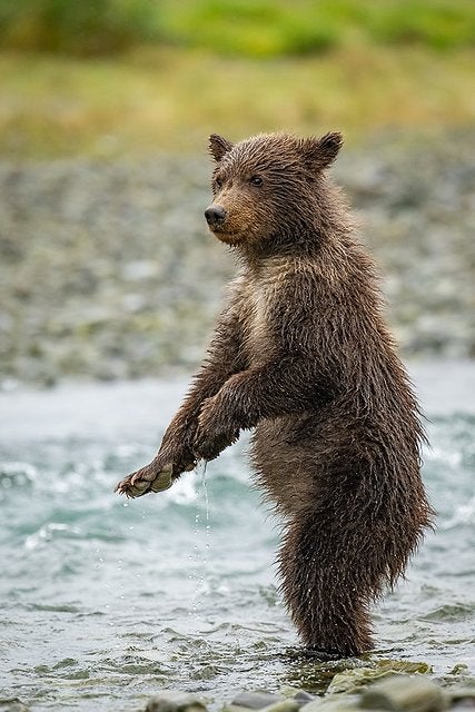 Brown Bear Cubs - ...