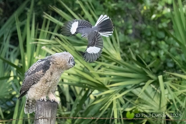 Mockingbird strikes Great Horned Owlet. - ...