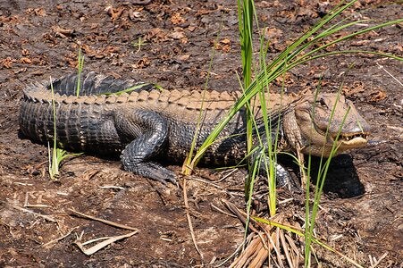 Savannah Wildlife Preserve Gator-2-X3.jpg
