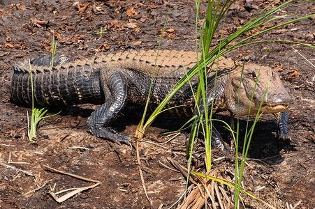 Savannah Wildlife Preserve Gator-3-X3.jpg