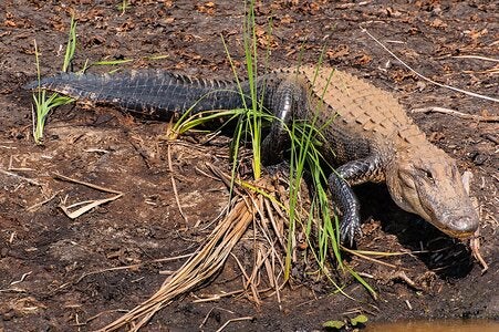 Savannah Wildlife Preserve Gator-8-X3.jpg