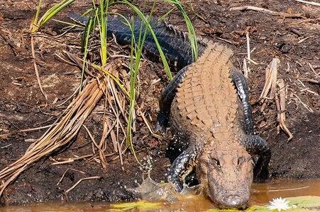 Savannah Wildlife Preserve Gator-12-X3.jpg