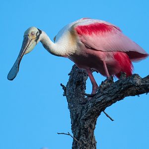 a Roseatte Spoonbill at The Alligator Farm in St Augustine Florida